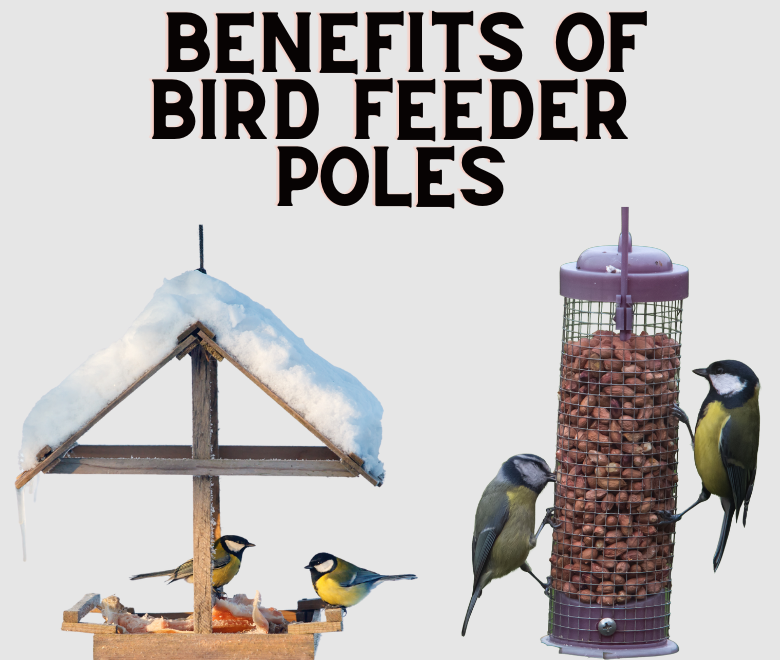 bird feeder poles