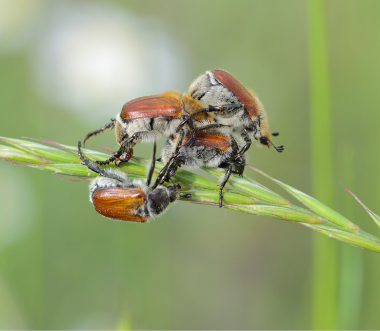 Summer Garden Care for Managing Common Pests